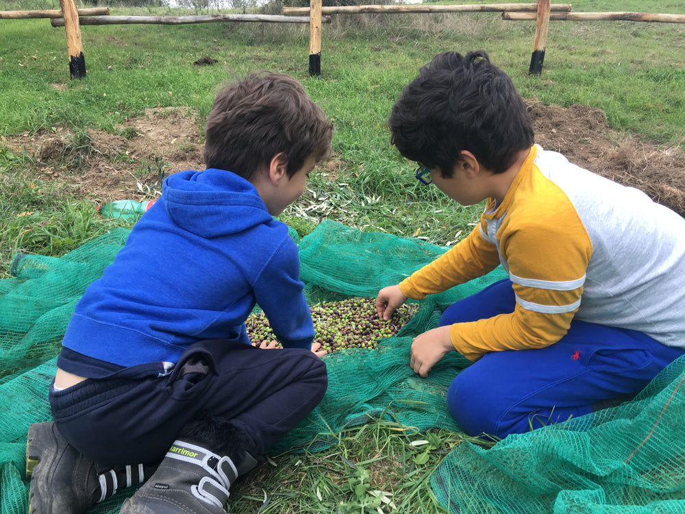 Sorting the olives