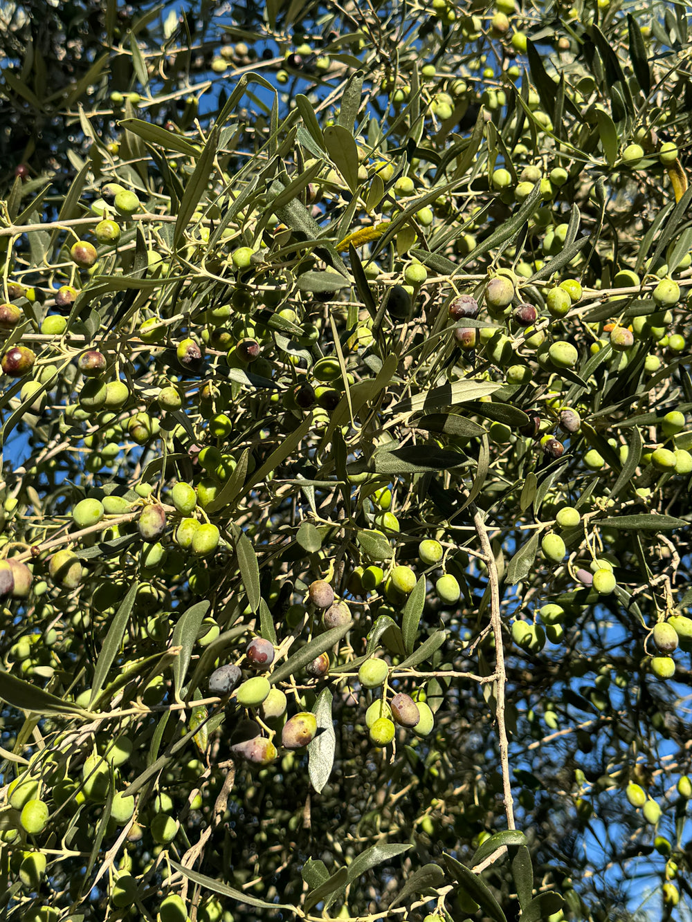 Olives ready to harvest