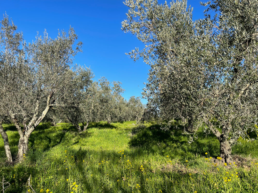 One of our younger orchards